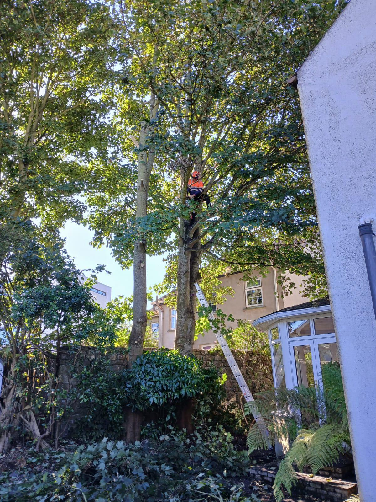 Tree work 6